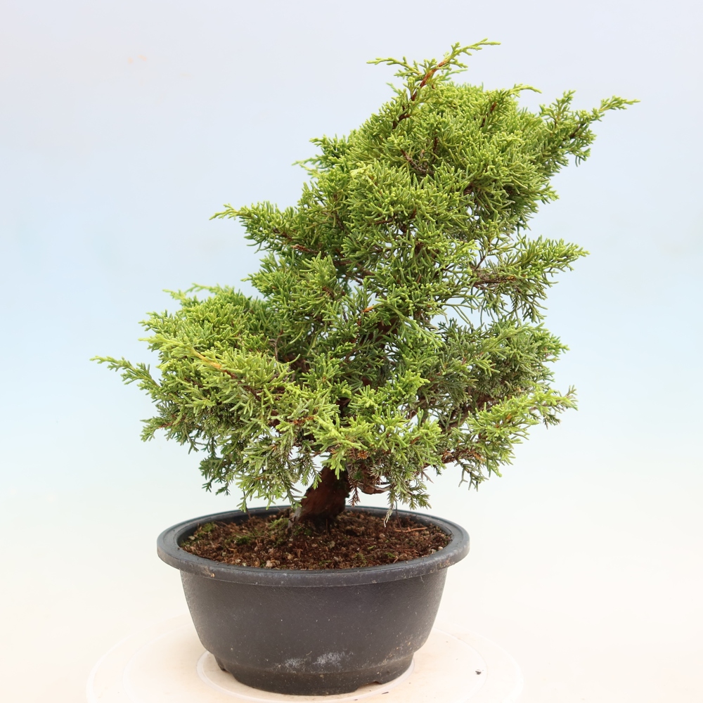 Bonsai da esterno - Juniperus chinensis Itoigawa-Juniperus chinensis