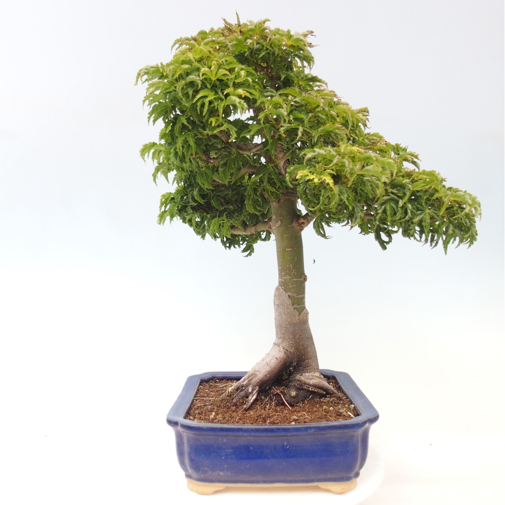 Bonsai da esterno -Palma di Giava Acer palmatum Shishigashira