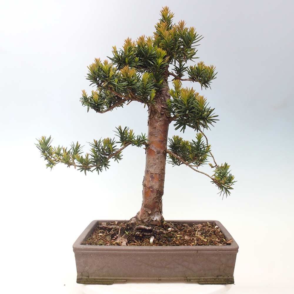 Bonsai da esterno - Taxus cuspidata - Tasso giapponese