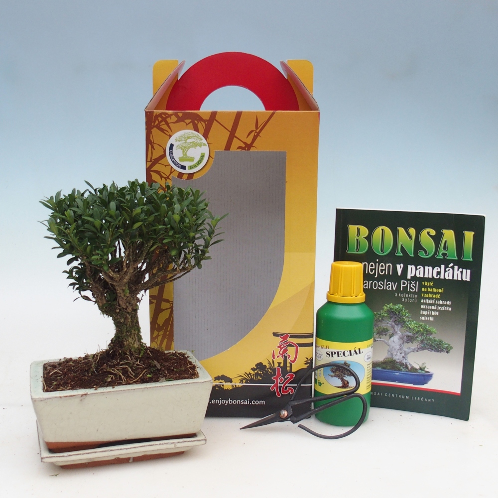 Bonsai da camera in confezione regalo Buxus harlandii - buxus da sughero