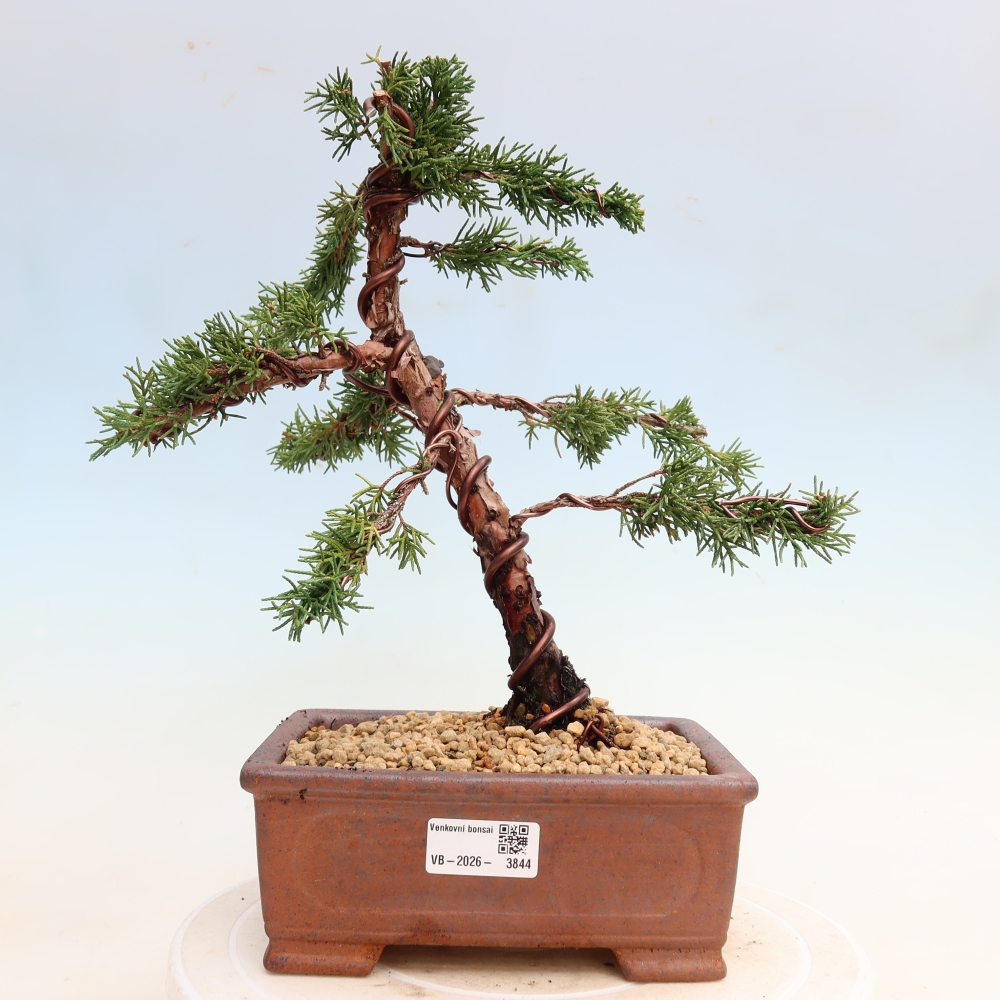 Bonsai da esterno - Juniperus chinensis Kishu