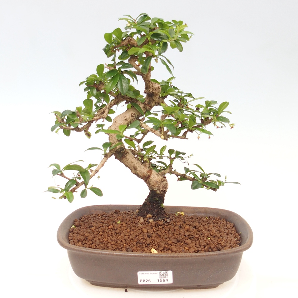 Camera bonsai - Carmona macrophylla - Tea fuki