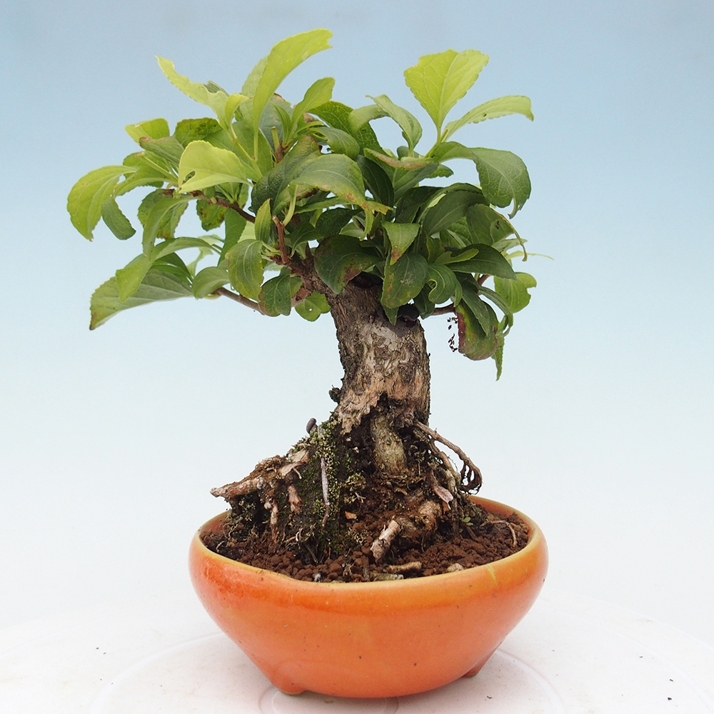 Bonsai da esterno - Celastrus orbiculatus