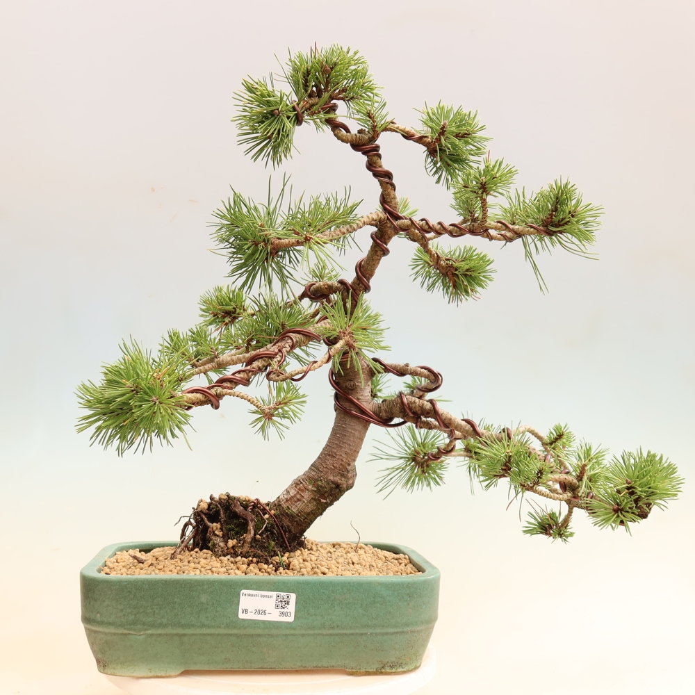 Bonsai da esterno - Pinus mugo Humpy  - Pino mugo