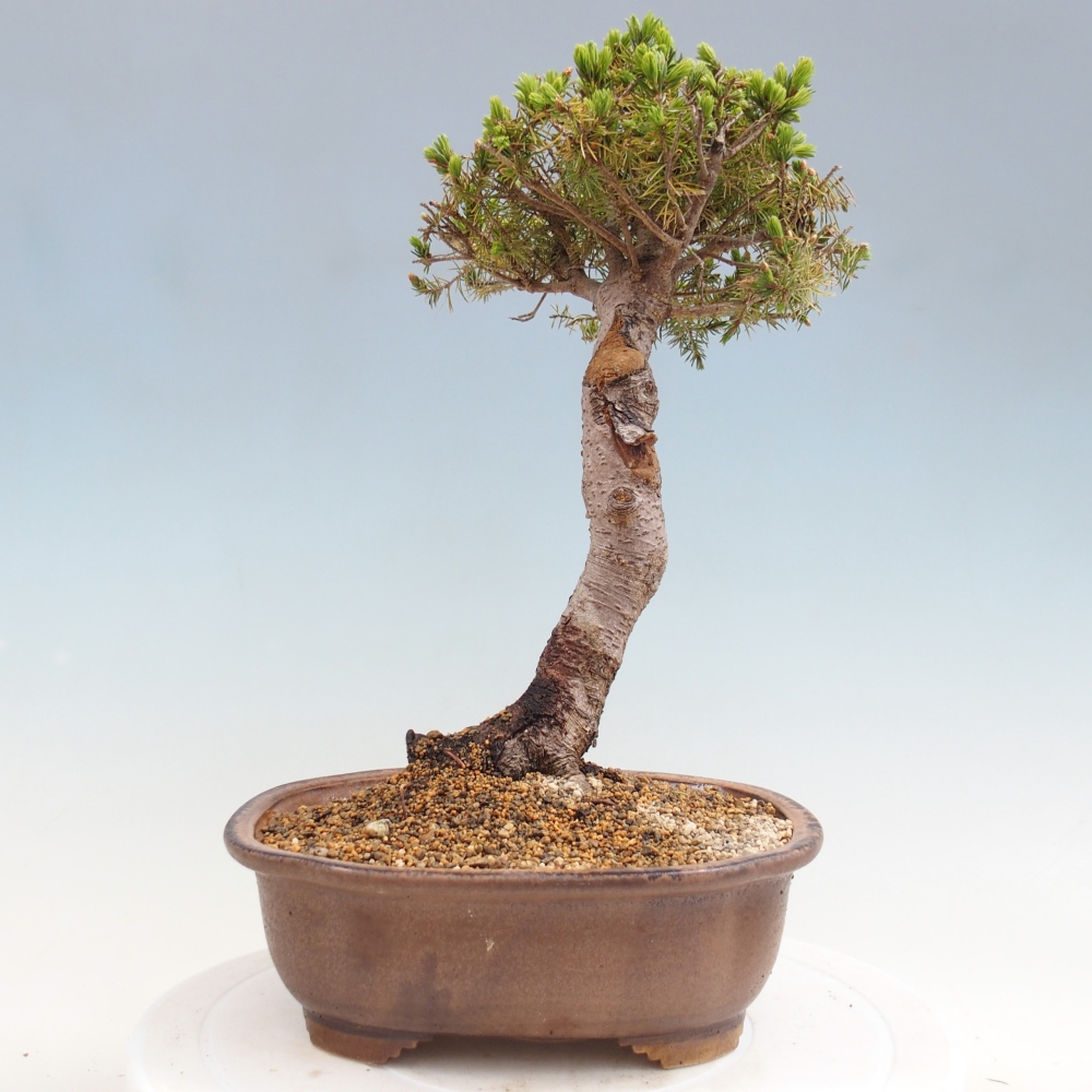Bonsai da esterno - Abete rosso - Picea glauca globo