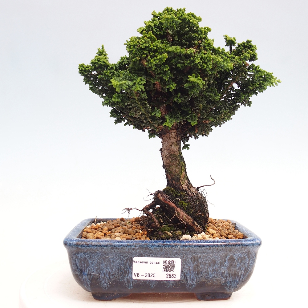 Bonsai da esterno - Cham. obtusa SEKKA HINOKI - Cipresso