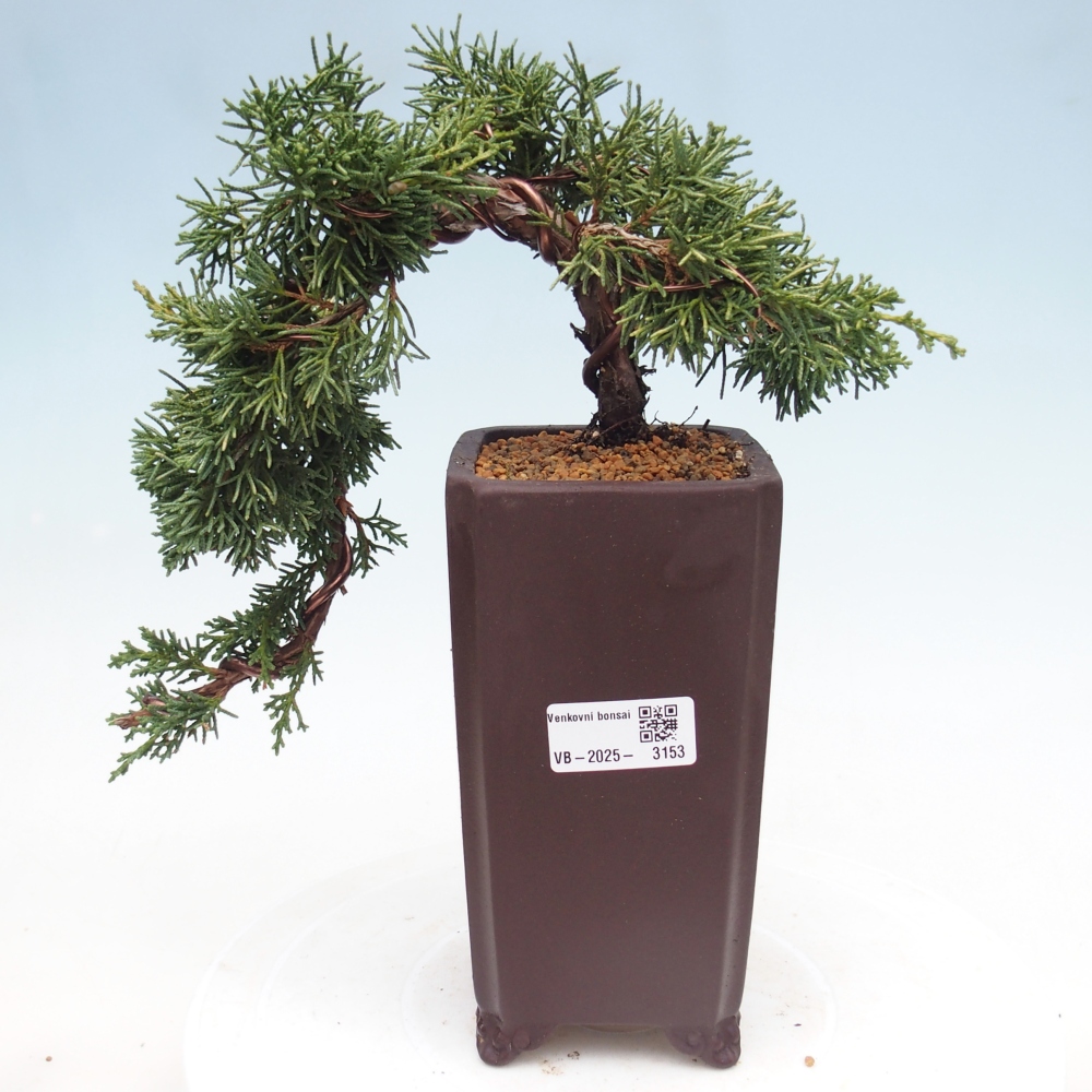 Bonsai da esterno - Juniperus chinensis Kishu