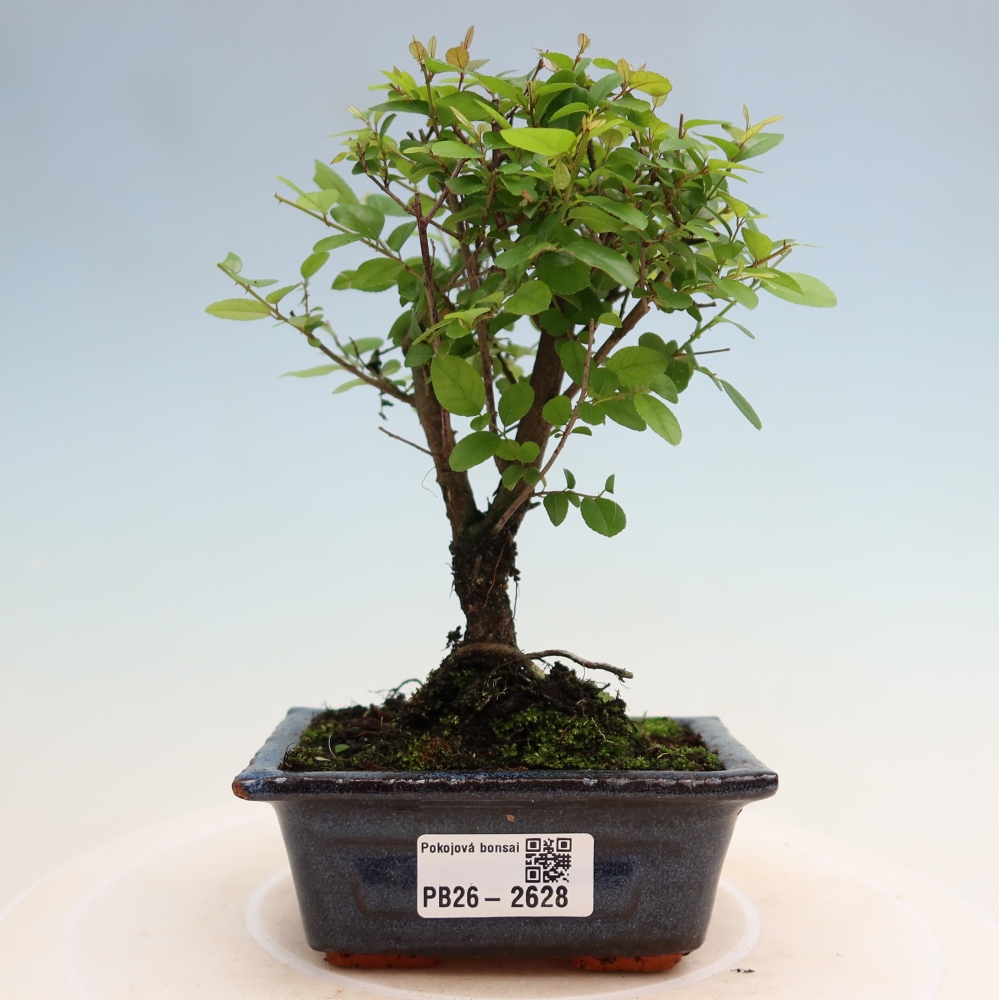 Camera bonsai - Sageretia thea - Sageretia thea