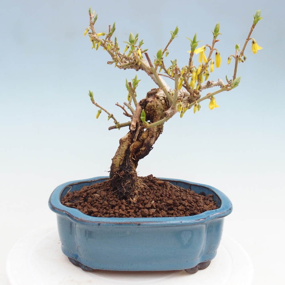 Bonsai da esterno - Zlatice - Forsythia koreana