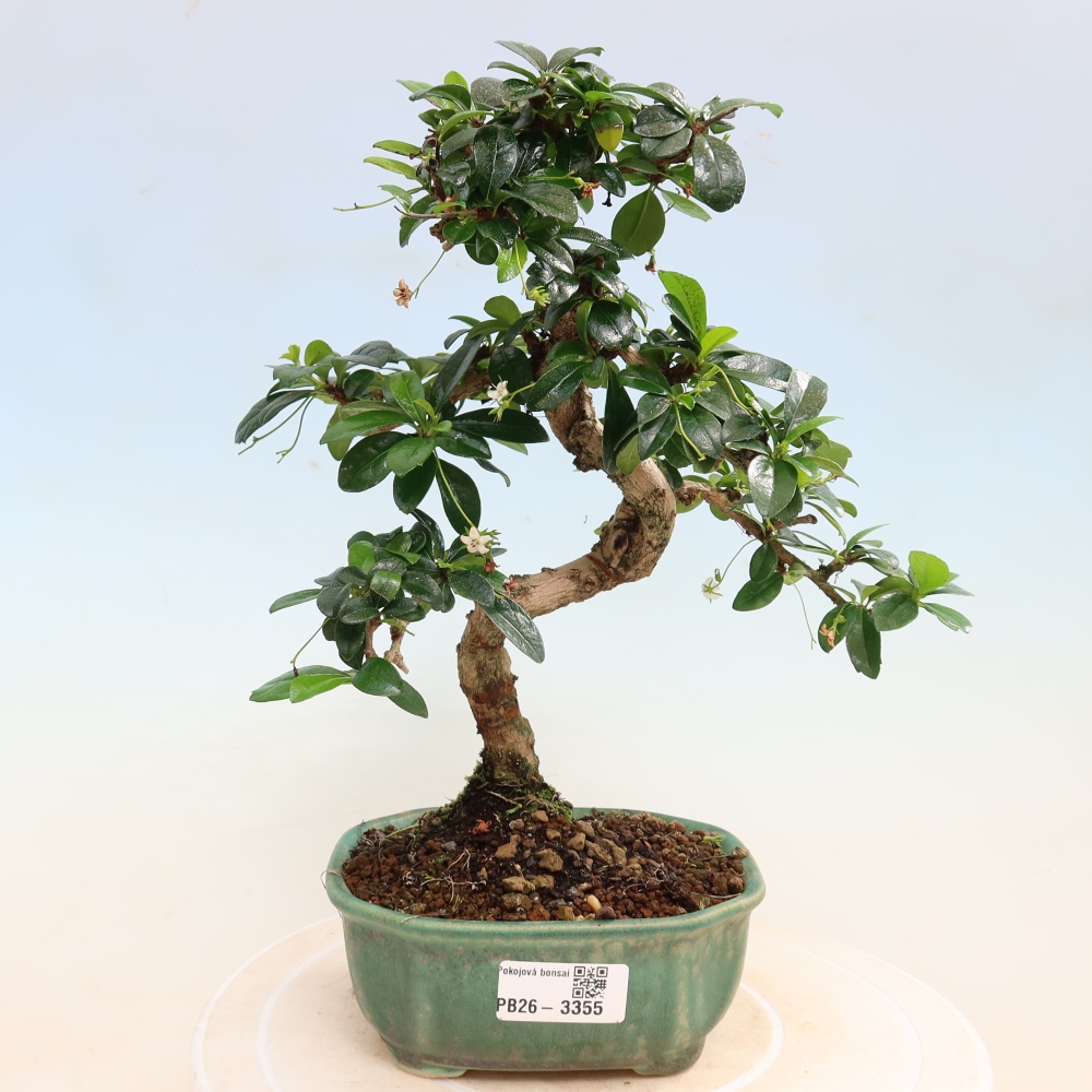 Camera bonsai - Carmona macrophylla - Tea fuki