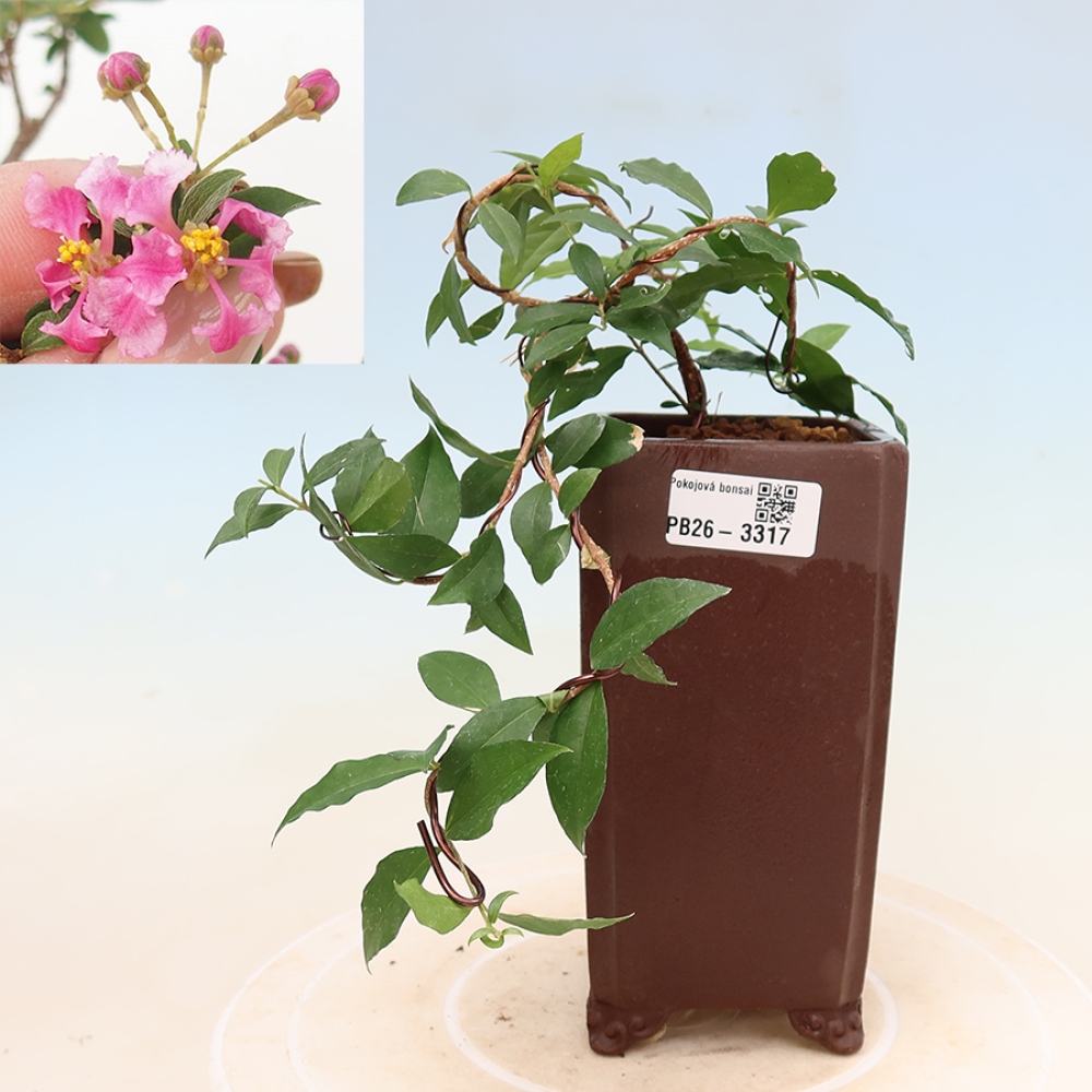 Bonsai da interno - Malpighia delle Barbados - Malpighia glabra 