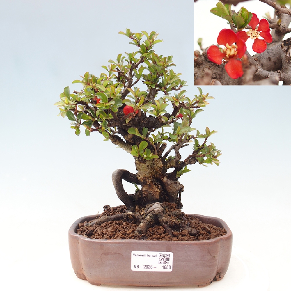 Bonsai da esterno - Chaneomeles speciosa - Cotogno