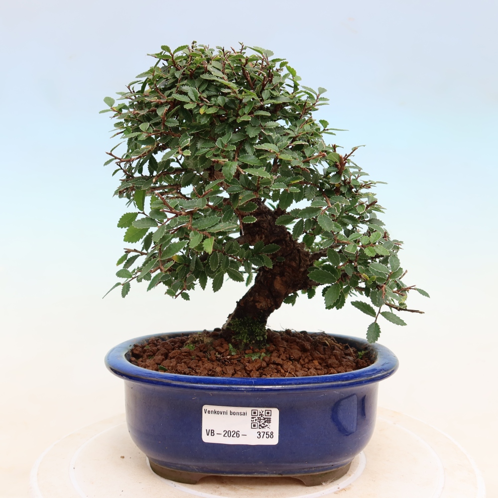 Bonsai da esterno - Zelkova - Zelkova NIRE