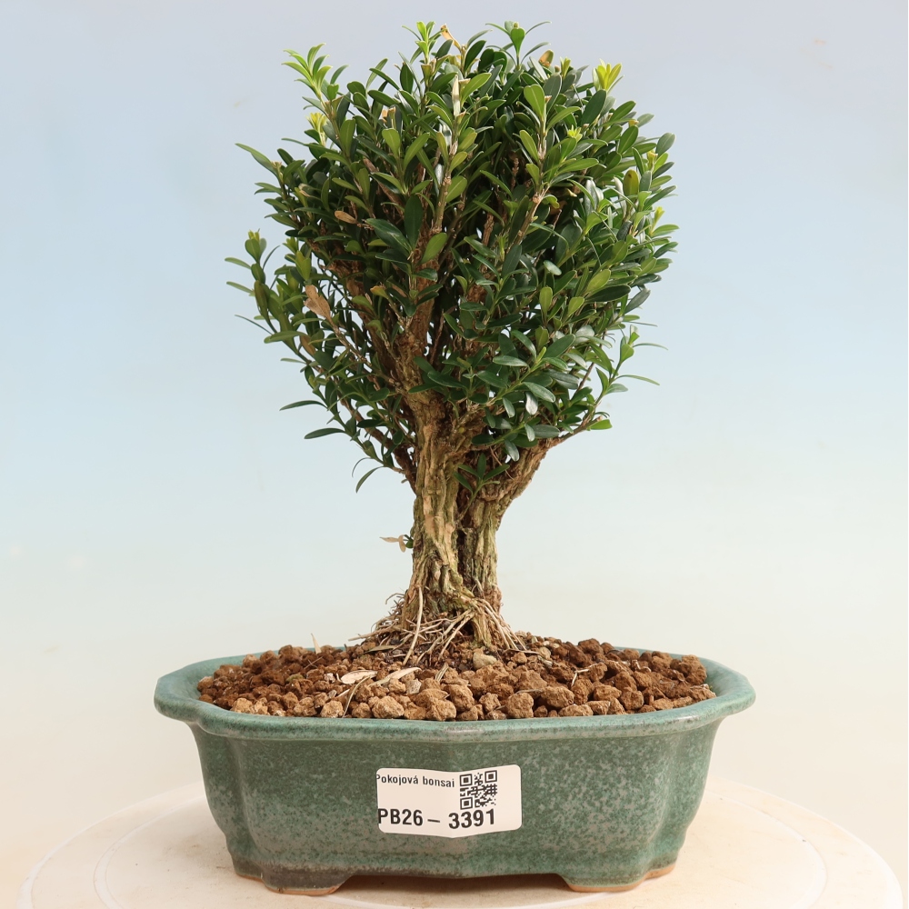Camera bonsai - Buxus harlandii - buxus da sughero