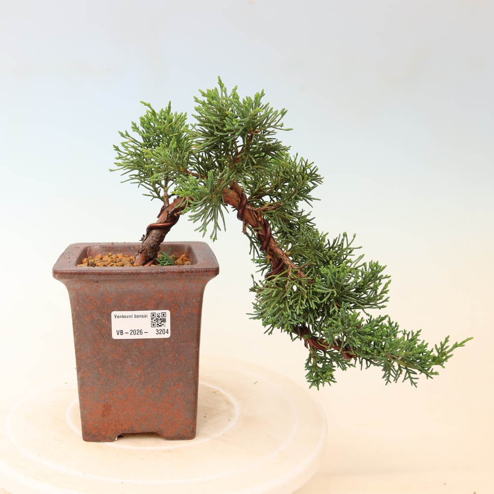 Bonsai da esterno - Juniperus chinensis Kishu