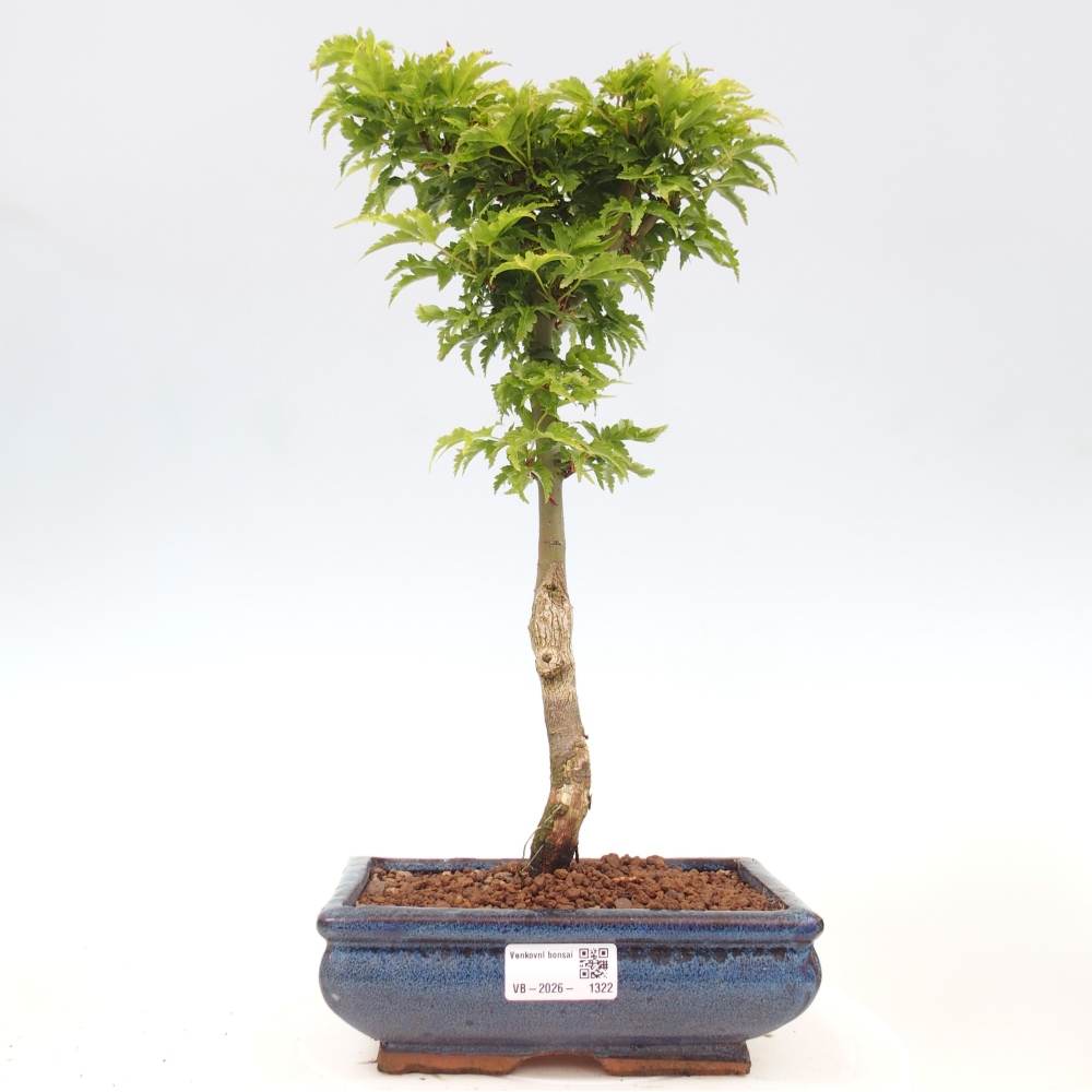 Bonsai da esterno -Palma di Giava Acer palmatum Shishigashira