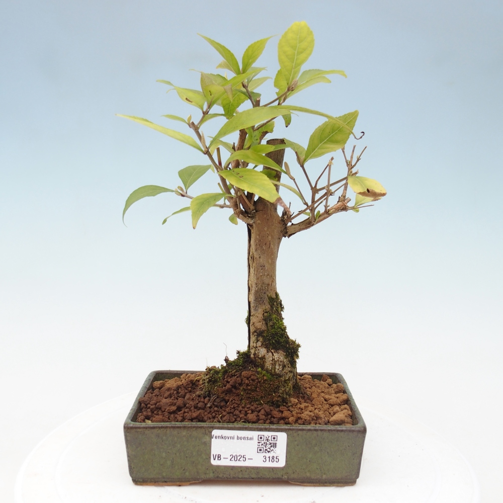 Bonsai da esterno - Callicarpa japonica