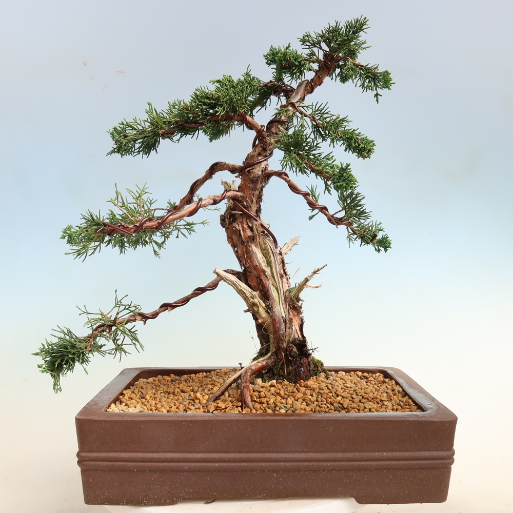 Bonsai da esterno - Juniperus chinensis Kishu