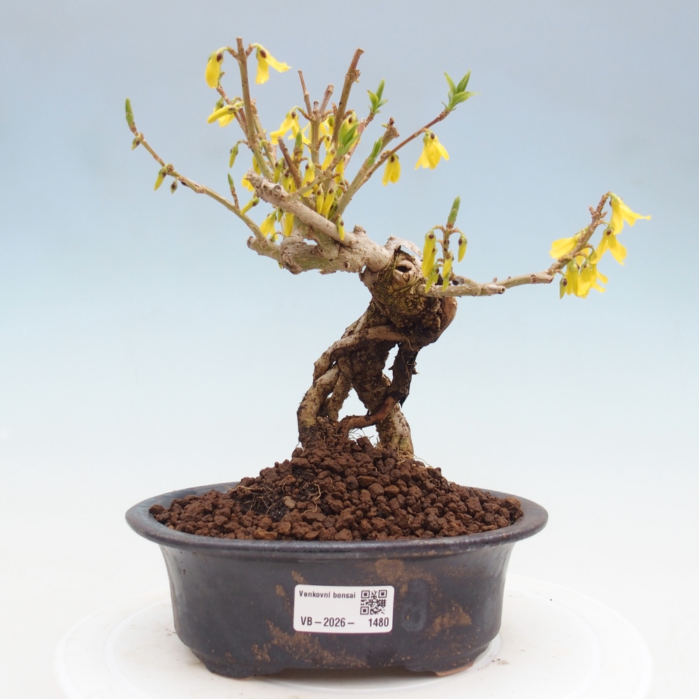 Bonsai da esterno - Zlatice - Forsythia koreana