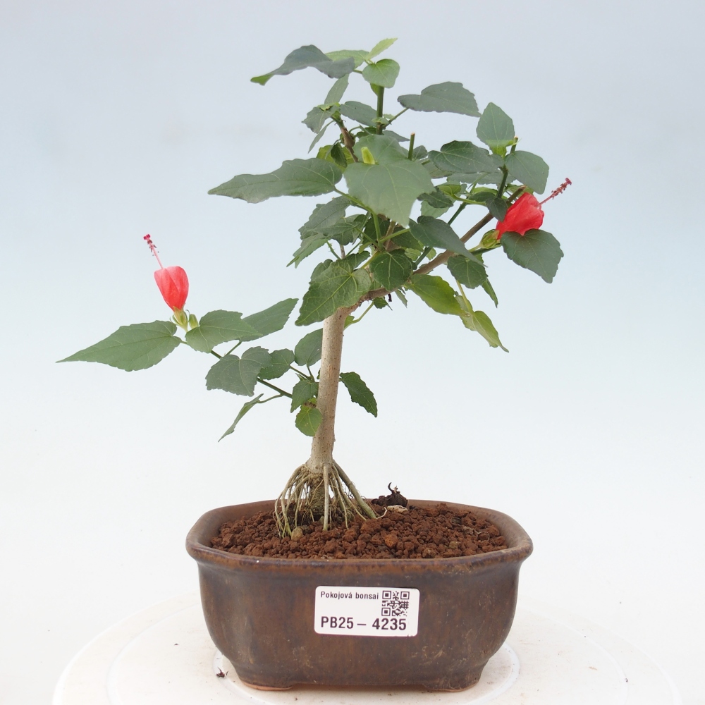 Bonsai da interno - Malvaviscus arboreus