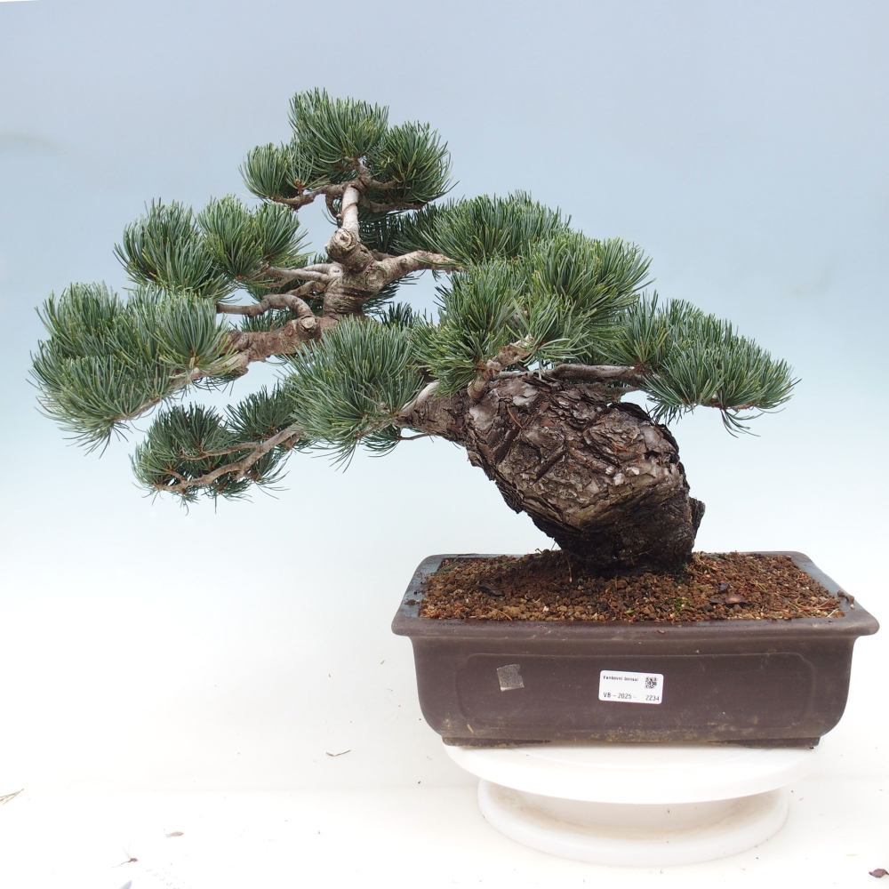Bonsai da esterno - Pinus parviflora - Pinus parviflora