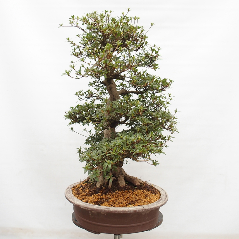 Bonsai da esterno - Azalea giapponese - Azalea Byakuren