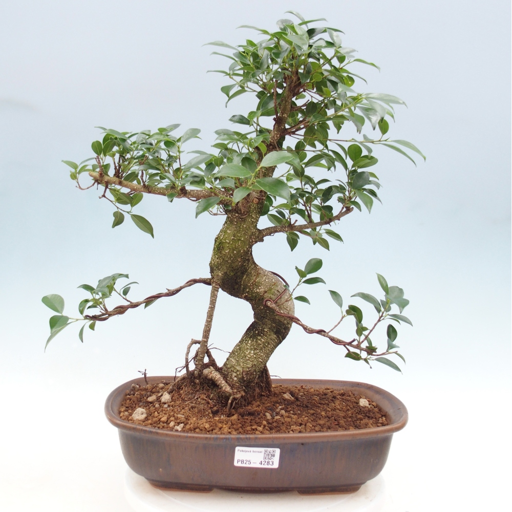 Camera bonsai - Ficus retusa - ficus a foglie piccole