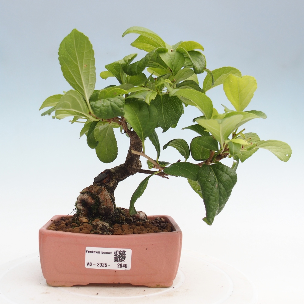 Bonsai da esterno - Celastrus orbiculatus