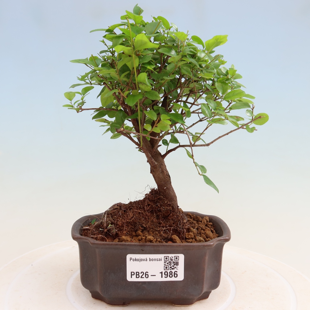 Camera bonsai - Sageretia thea - Sageretia thea