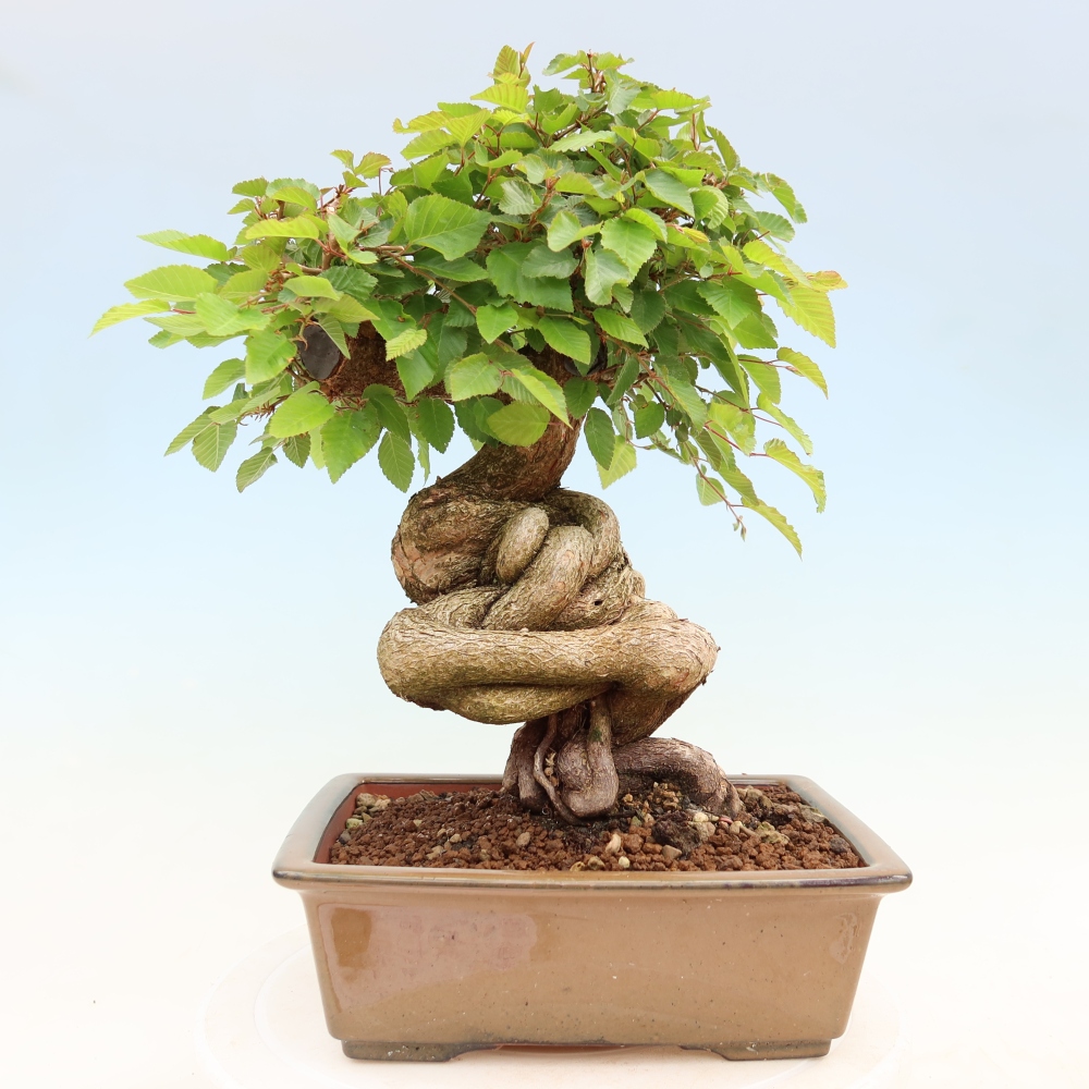 Bonsai da esterno -Carpinus Coreana - Carpino coreano