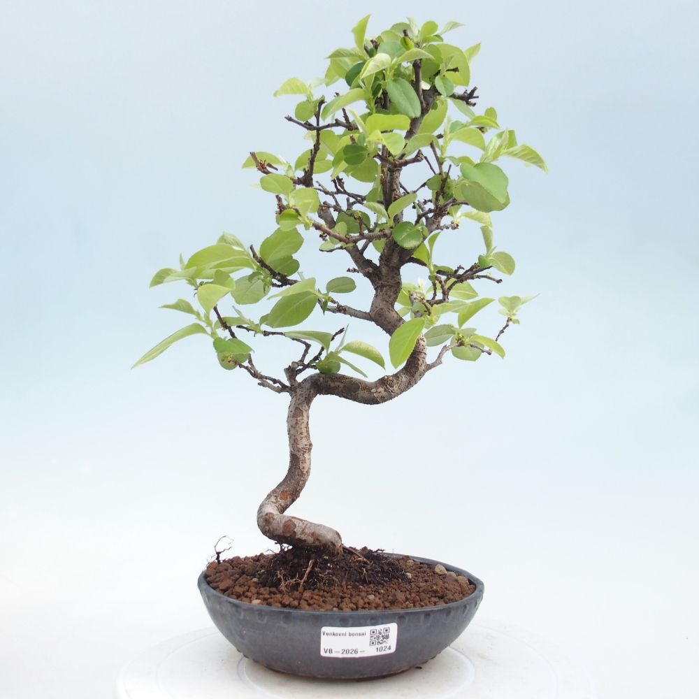 Bonsai da esterno - Chaneomeles chinensis