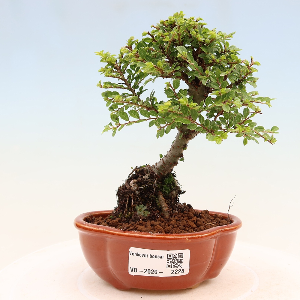 Bonsai da esterno - Ulmus parvifolia Sagei - Olmo a foglie piccole