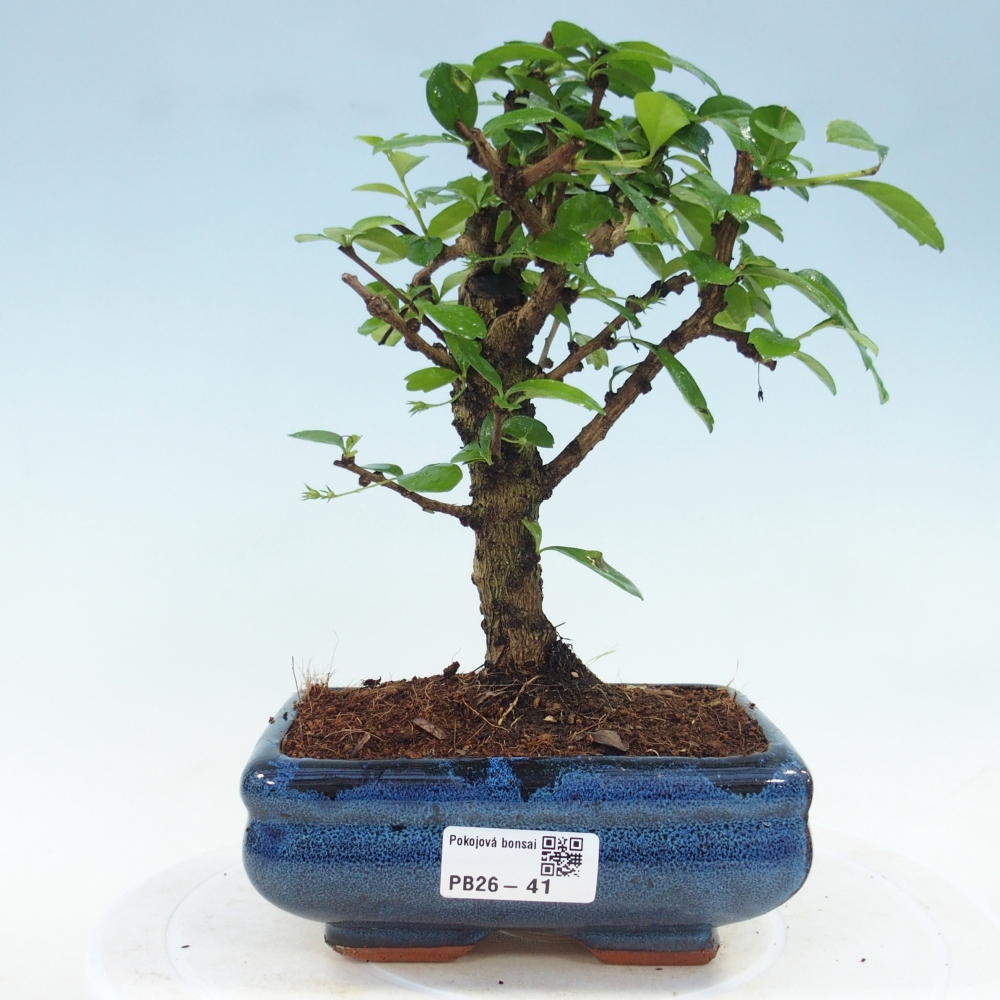 Camera bonsai - Carmona macrophylla - Tea fuki