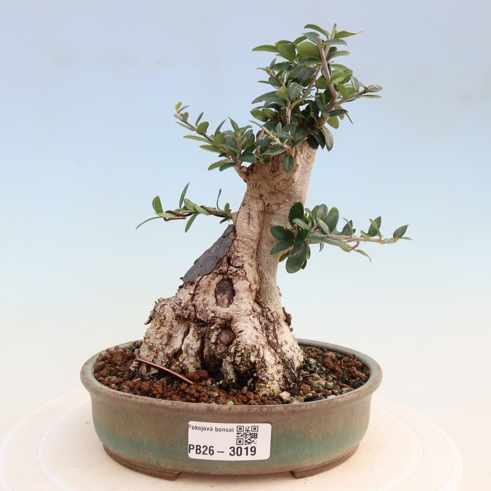 Bonsai da interno - Olea europaea sylvestris