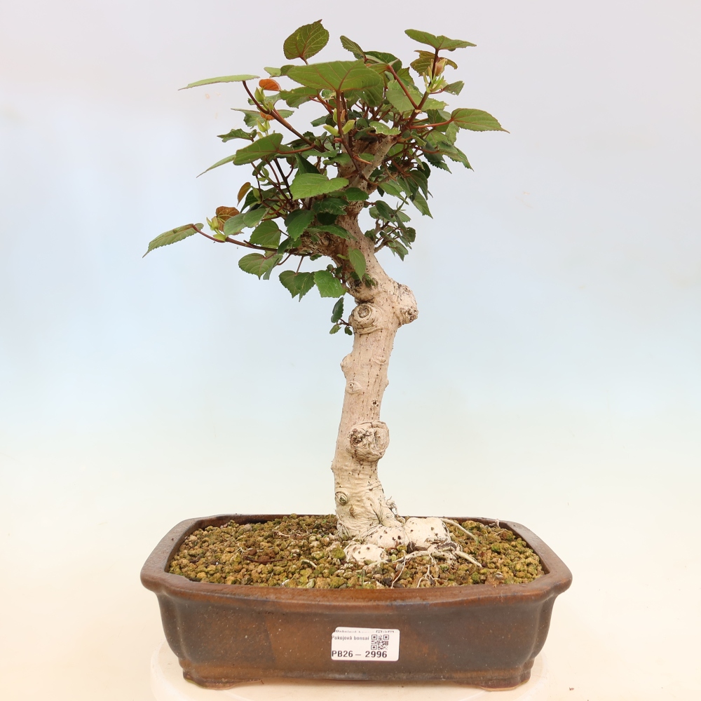 Bonsai da interno - Hibiscus tiliaceus - Ibisco marino