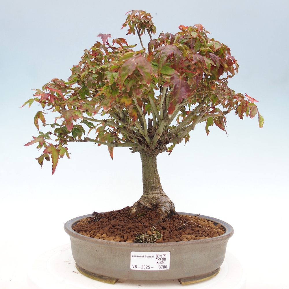 Acer palmatum KIOHIME - Acero palmato
