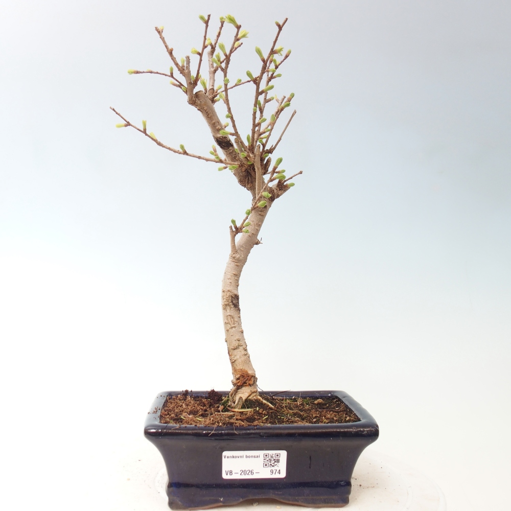 Bonsai da esterno -Pseudolarix amabis-Pseudolarix amabis
