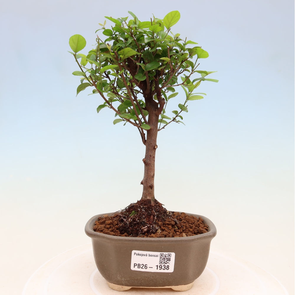 Camera bonsai - Sageretia thea - Sageretia thea