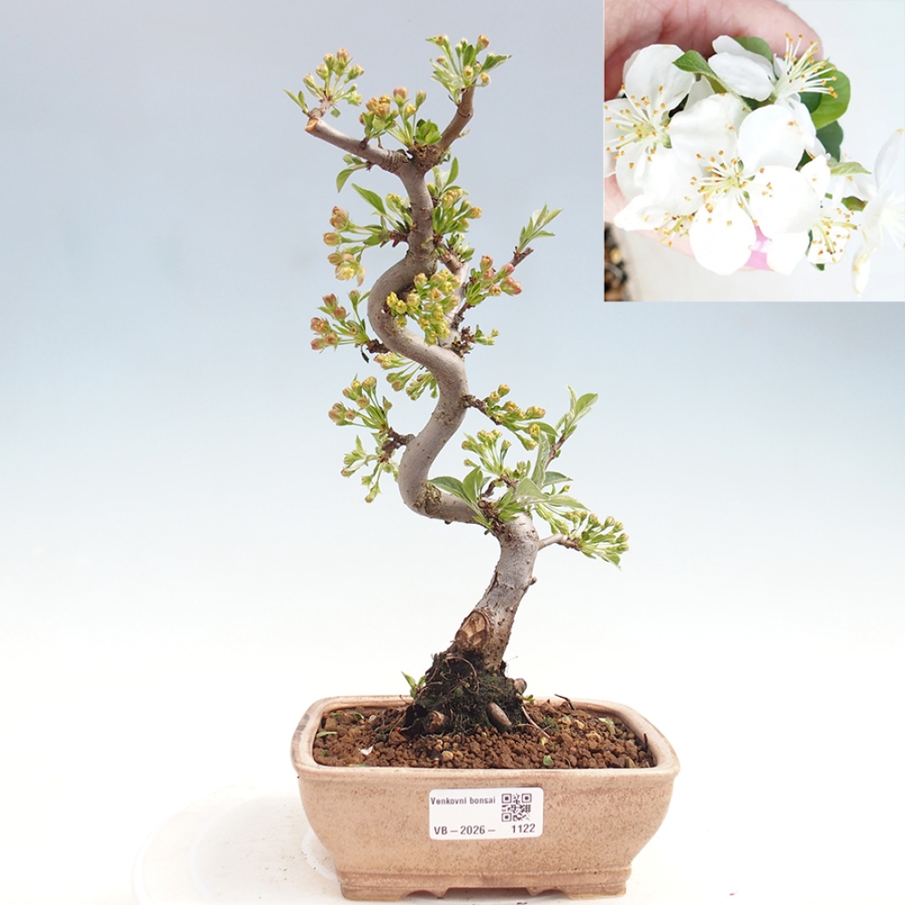 Bonsai da esterno - Malus sargentii - Melo a frutto piccolo