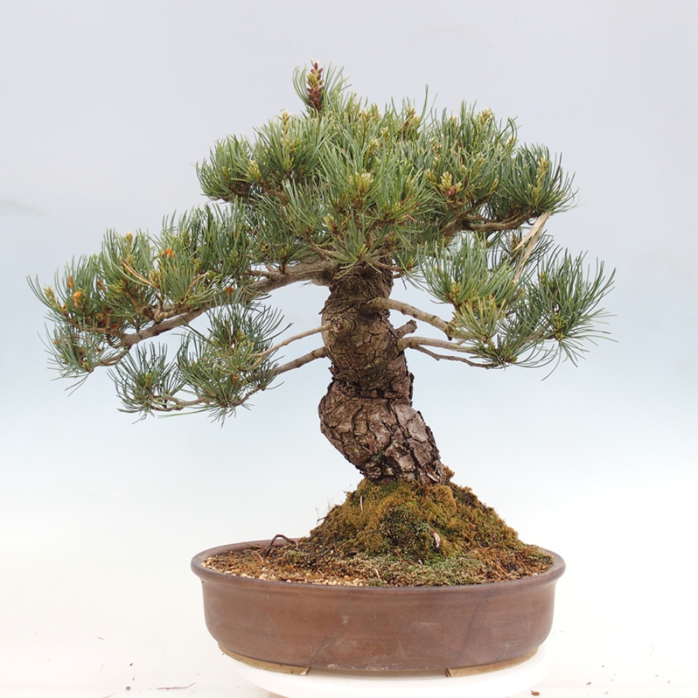 Bonsai da esterno - Pinus parviflora - Pinus parviflora