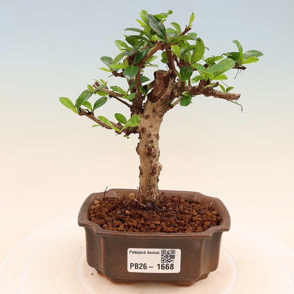 Camera bonsai - Carmona macrophylla - Tea fuki