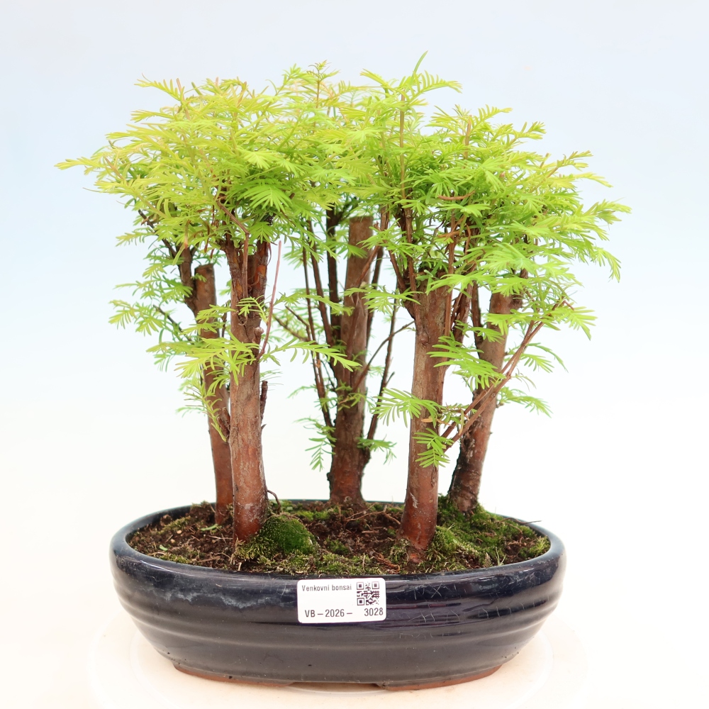 Bonsai da esterno - Metasequoia glyptostroboides - Metasequoia cinese - boschetto