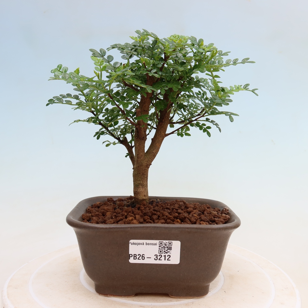 Camera bonsai - Zantoxylum piperitum - albero del pepe