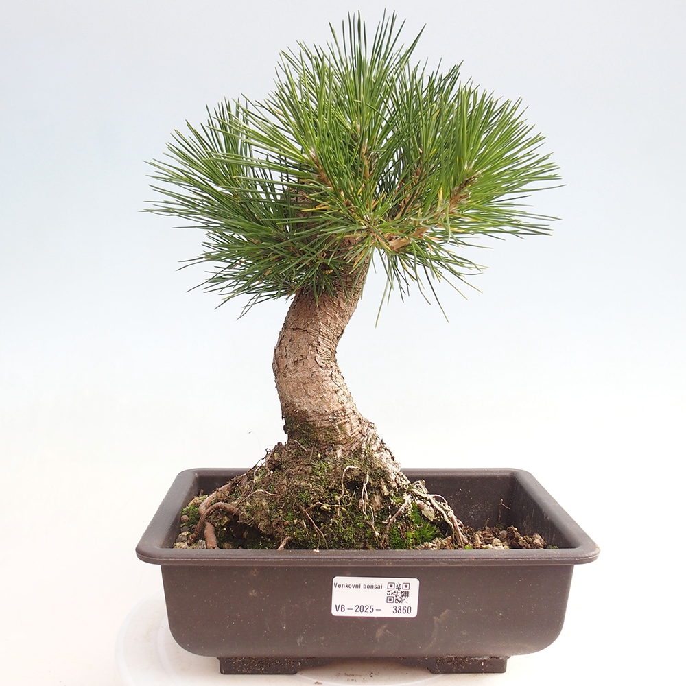 Bonsai da esterno - Pinus thunbergii - Pino di Thunberg