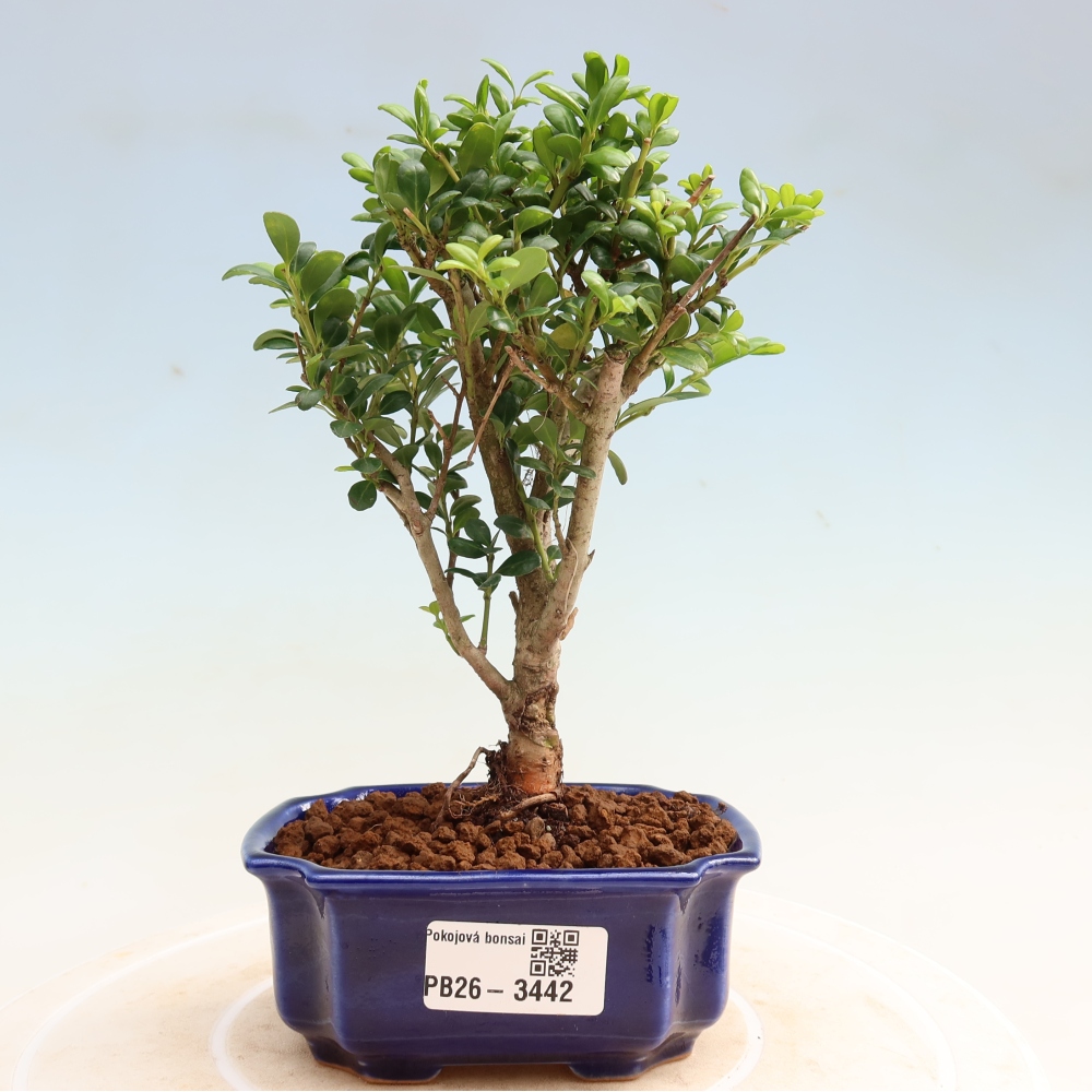 Camera bonsai - Ilex crenata - Agrifoglio