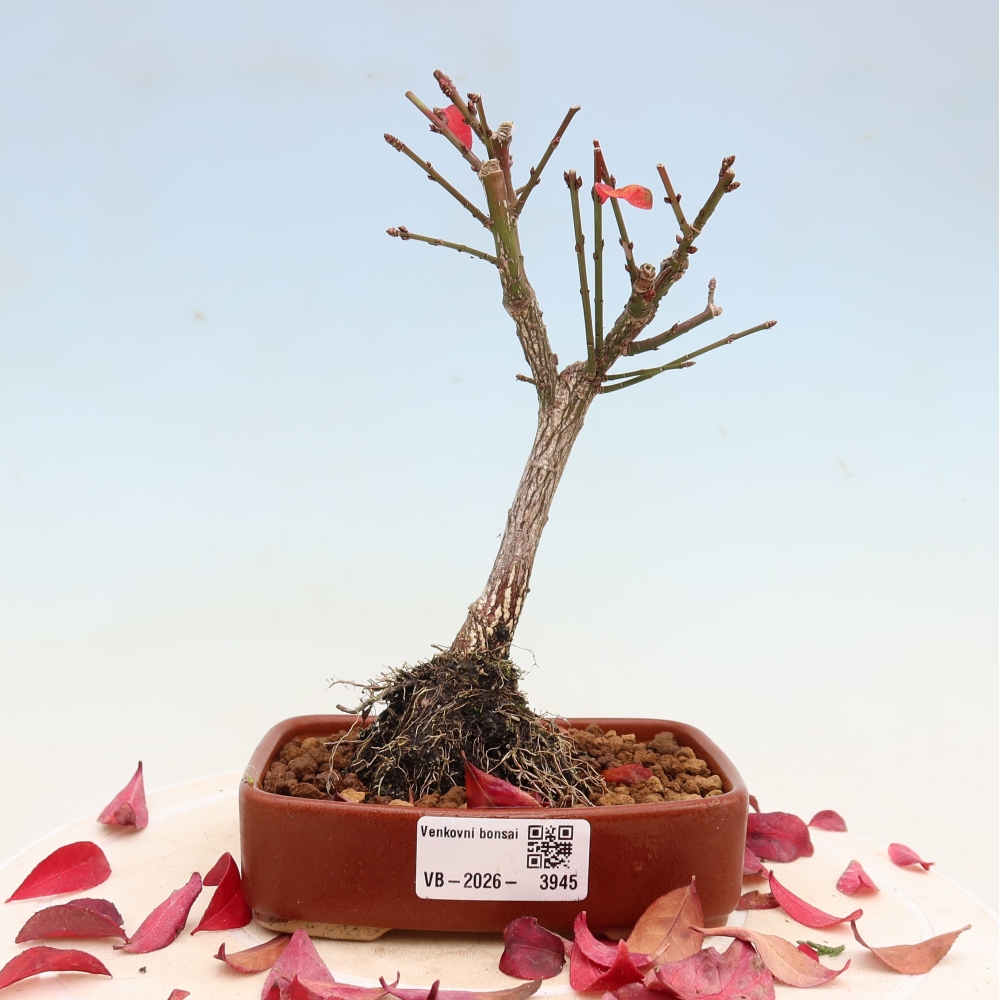 Bonsai da esterno -  Euonymus alatus comactus  - euonymus alato