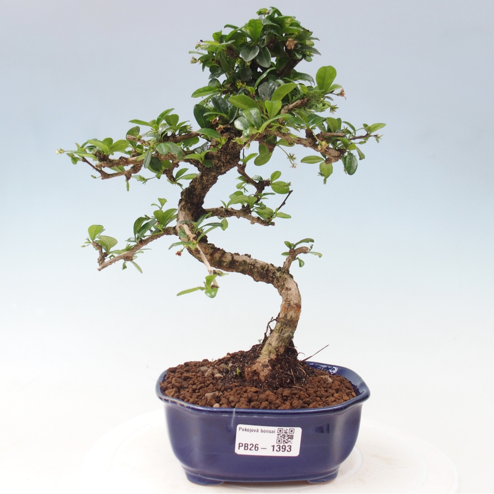 Camera bonsai - Carmona macrophylla - Tea fuki