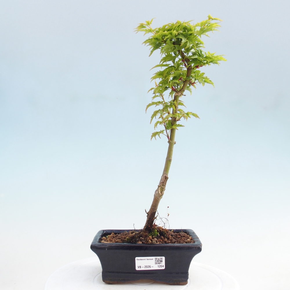 Bonsai da esterno -Palma di Giava Acer palmatum Shishigashira