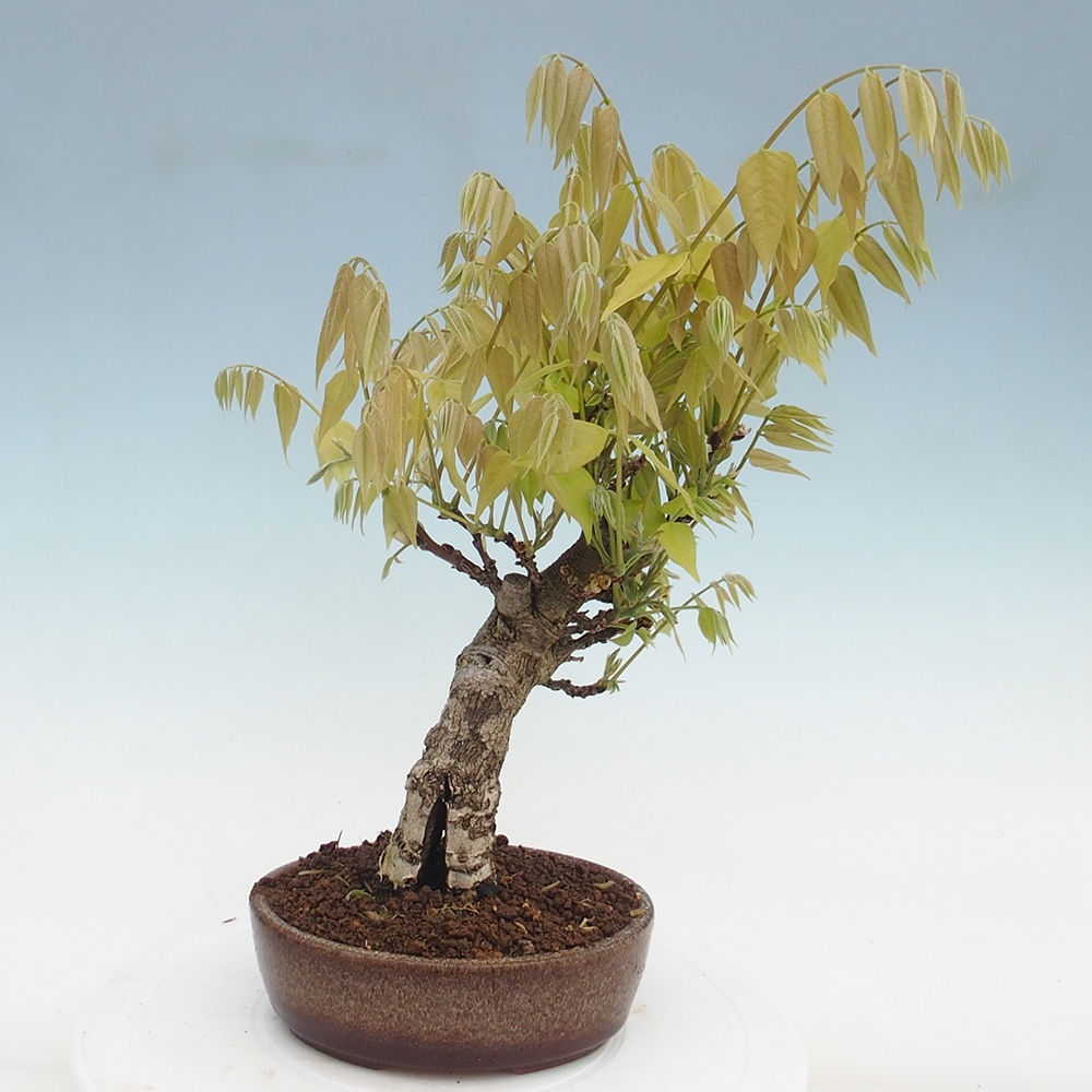 Bonsai da esterno - Glicine floribunda