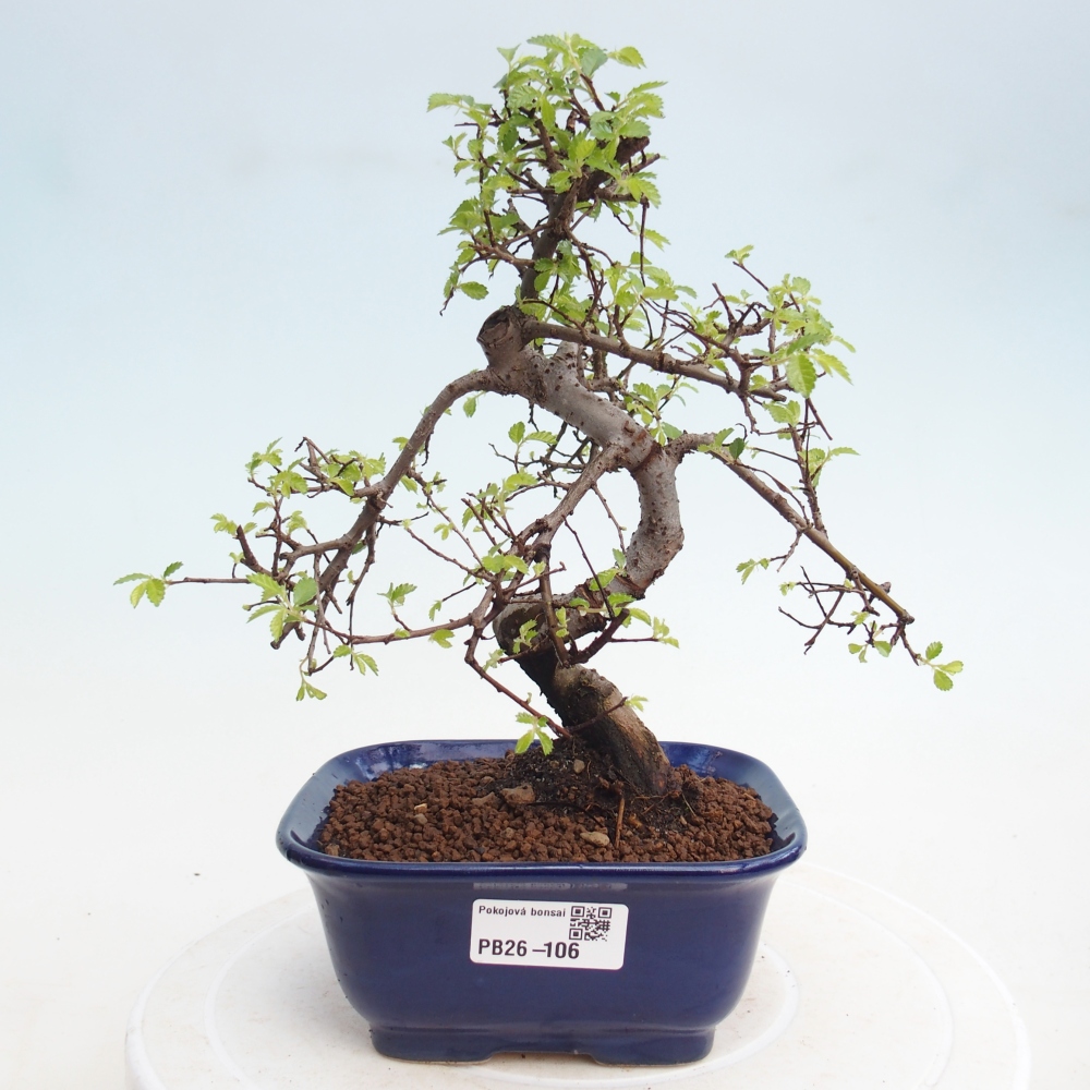 Camera bonsai - Ulmus parvifolia - Olmo a foglie piccole